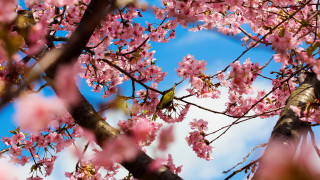 Bird branch pink flowers sky - nature free wallpaper