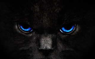 Black cat blue eyes gothic - a black cat free wallpaper