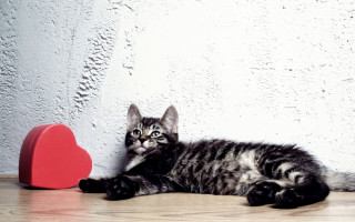 Kitten heart shape balloon romantic - the floor next free wallpaper