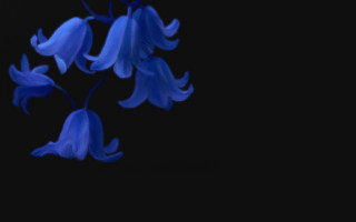 Blue flower hanging branch dark - the dark sky free wallpaper