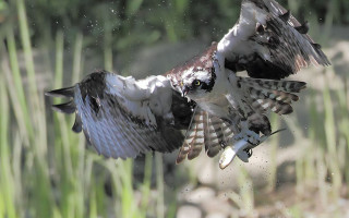 Bird flying fish talons aurora - darrell riche free wallpaper