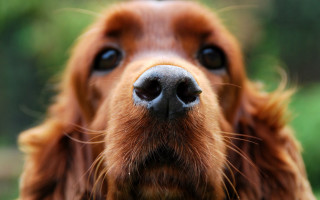 Dog face closeup blurry background 3 - closeup free wallpaper