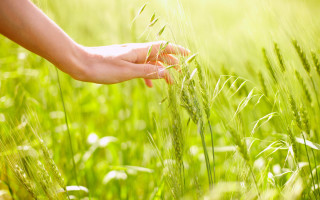 Person holding plant green grass - sunlight free wallpaper for desktop