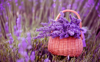 Lavender field purple basket flower - a basket free wallpaper for desktop