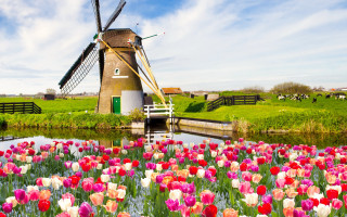 Windmill tulips flowers landscape tiltshift - a windmill free wallpaper
