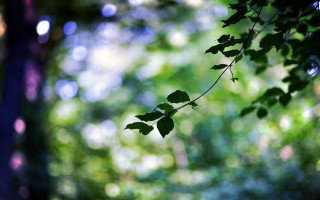 Leafy branch forest sunlight bokeh - a tree in a forest free wallpaper