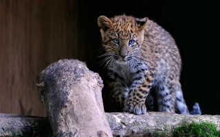 Leopard cub logging zoo blue - in a zoo enclosure free wallpaper