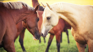 Horses field grass background naturalism - boleslaw cybi free wallpaper for desktop