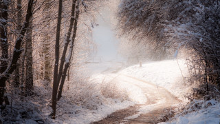 Snowy forest path person impressionist - both side of it free wallpaper