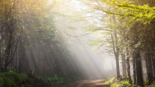 Dirt road forest sunbeams fog - sunbeam free wallpaper