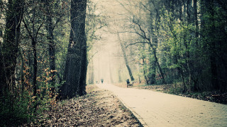 Path woods people tiltshift cherryblossoms - a path free wallpaper for desktop