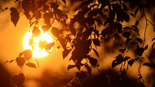 Sun leaves evening autumn fiery - the leaf free wallpaper for desktop