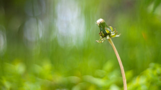 Small green flower field trees - grass and trees free wallpaper