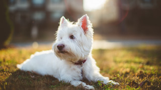 White dog grass red collar 2 - esther blaikie mackinnon free wallpaper