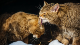 Cat licking cat snow animals - bálint kiss free wallpaper