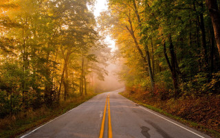Autumn foggy forest road maple - a yellow line free wallpaper