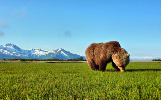 Bear green field mountain range - a large brown bear free wallpaper