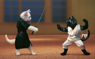 Dog swords dirt action furry - one dog free wallpaper