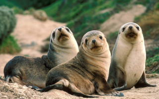 Sea lions beach ecological art - sandy free wallpaper