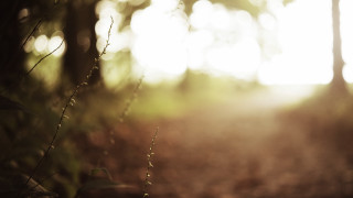 Blurry woods path sunlight moon - the background and sunlight free wallpaper