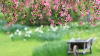 Pink flower bench under tree - a park area free wallpaper for desktop