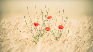 Field redflowers berry plant nature - center free wallpaper for desktop