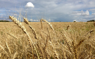 Wheat field cloudy sky mountains - free sky wallpaper