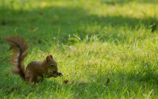 Squirrel eating food outdoors shaded - its tail free wallpaper
