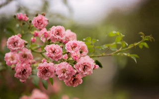 Pink flowers branch leaves bouquet - the tree branch free wallpaper