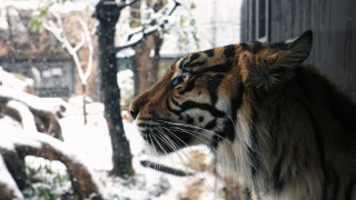 Majestic tiger snowy window outdoors - majestic free wallpaper