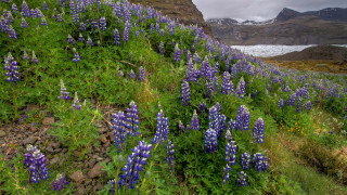 Alaskan glacier flower field nature - a field of wildflowers free wallpaper