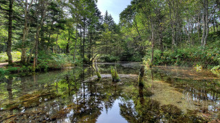 River forest trees water nature - the middle of the forest free wallpaper