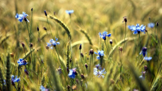 Blue flowers field girls butterfly - blue flower free wallpaper
