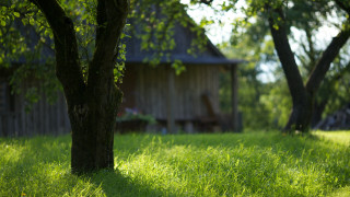 Wooden cabin field trees shaded - grass and trees free wallpaper