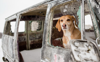Dog snowy van broken window - dirty free wallpaper