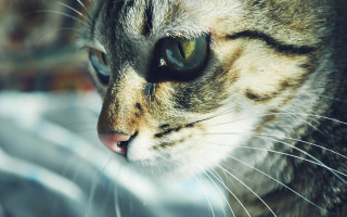 Cat blackeye white nose looking - a black eye free wallpaper