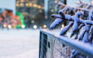 Snowy tree branch fence city - winter free wallpaper