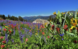 Wildflower field mountains blue sky - a field of wildflowers free wallpaper