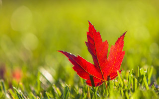 Red leaf grass sunlight autumn - single free wallpaper