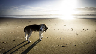Dog beach footprints sunset ocean - footprint free wallpaper