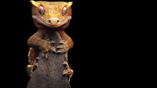 Lizard stump branch eyes sumatraism - a lizard free wallpaper for desktop