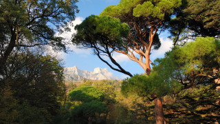 Forest mountains blue sky autumn - tree and mountains free wallpaper