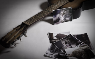 Guitar cat photorealism stilllife cinematic - a guitar free wallpaper