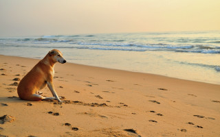 Dog beach ocean footprints wave - footprint free wallpaper