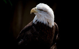 Bald eagle white head yellow 3 - yellow beak free wallpaper