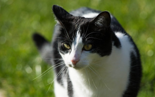 Black white cat grass serious - fluxus free wallpaper