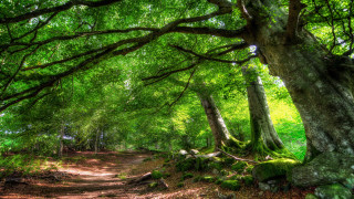 Dirt path forest trees rocks - forest free wallpaper for desktop