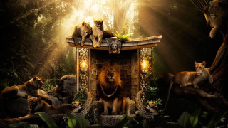 Lions wooden structure forest light - the tree free wallpaper