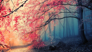 Forest path red leaves matte - red leaf free wallpaper