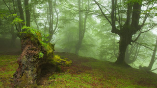 Tree stump fog bench forest - fog and trees free wallpaper